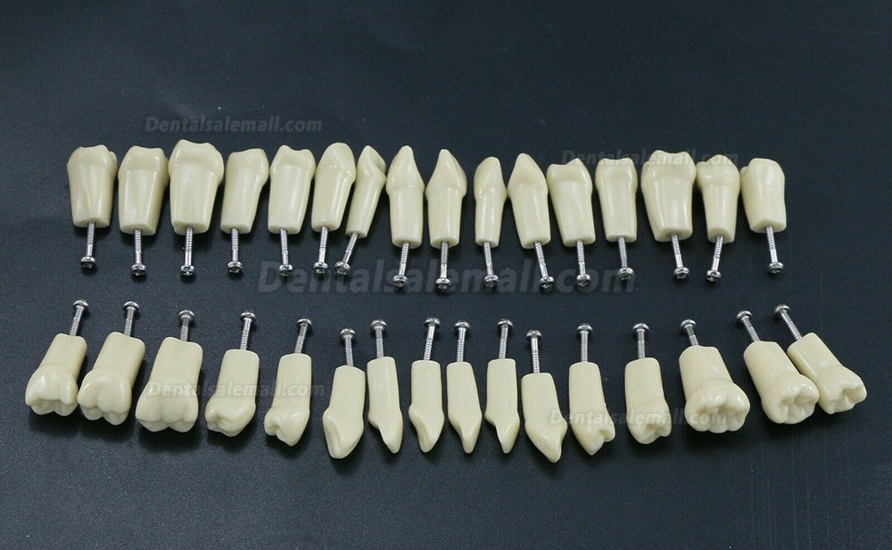 Dental Typodont Restorative Standard Simulation Model with 32PCS Removable Teeth Compatible Frasaco AG3